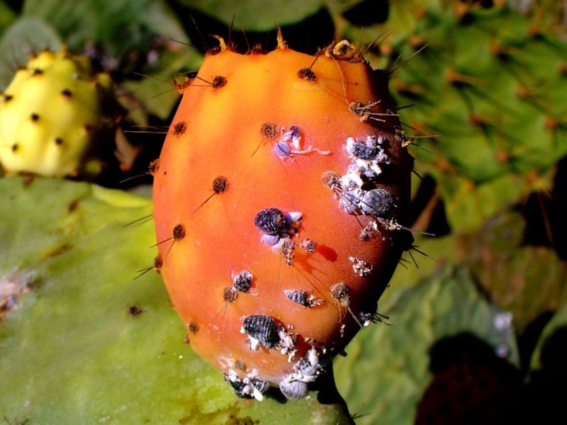 Death of a Dye? The Hidden War Behind Red 40 and the Ancient Wisdom of&nbsp;Cochineal